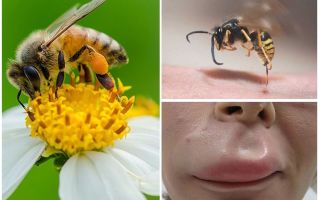Què fer si una abella es mordia al llavi