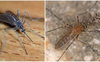 Descripció i fotos d’espècies de mosquits