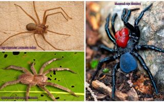Descripció i fotos de les aranyes més perilloses del món
