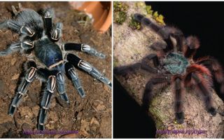 Els 10 aranyes més terribles del món