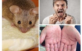 Què es pot infectar amb ratolins