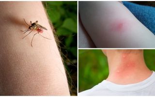 Quina diferència hi ha entre una mossegada de mosquits i una picada de mosquits?
