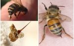 Picada d'abelles i vespa