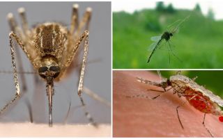Com veuen els mosquits i què els atrau cap als humans