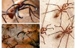 Les formigues més perilloses del món