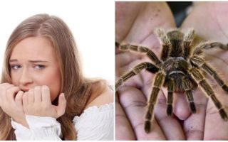 Quin és el nom de la por a les aranyes (fòbia) i els mètodes de tractament