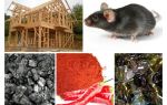 Protecció de la casa de marc contra ratolins