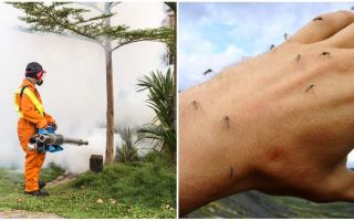 Mitjans per processar la zona a partir de mosquits i paparres