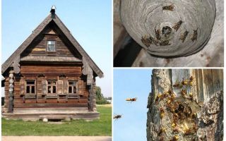 Com treure les abelles de la casa de fusta i altres llocs
