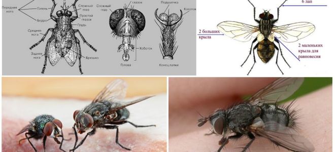 L'estructura de la mosca