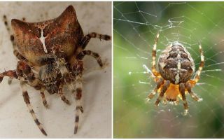 Spider jog: foto i efectes després d'una mossegada