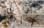 Descripció i fotos de les aranyes de Kazakhstan