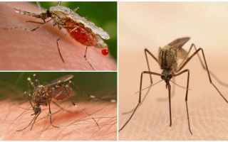 Quants mosquits necessiteu per beure tota la sang d’una persona?