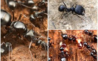 Talladores de formigues