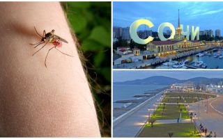 Hi ha mosquits a Sochi i Adler