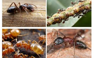 Les formigues de jardí afecten i beneficien