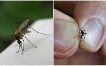 Com es reprodueixen i quants mosquits viuen