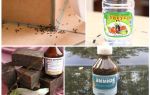 Lluitar contra les formigues en una casa o apartament