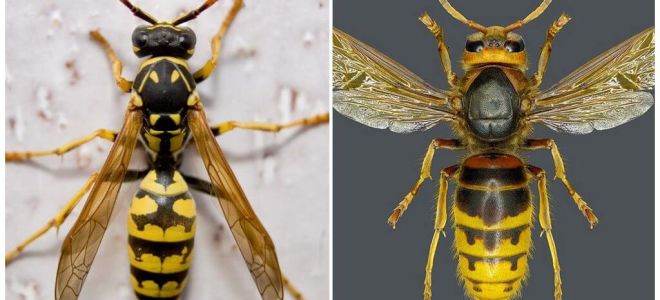 Quina és la diferència entre la vespa i la vespa?