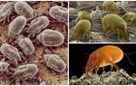 Descripció i fotos dels àcars de la pols