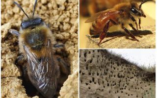 Com eliminar les abelles terrestres del lloc