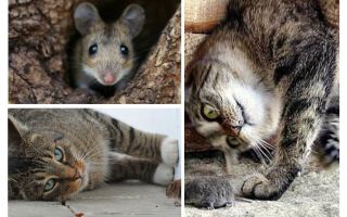 Els gats i els gats mengen ratolins?