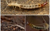 Insectes dvuvostok: fotos, descripció, que perilloses