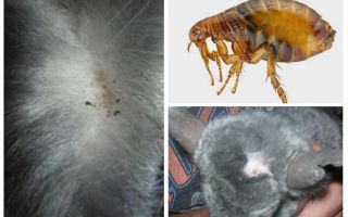 Què fer si una chinchilla té una pulga?
