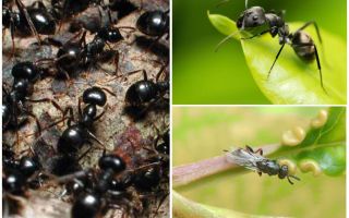 Tipus de formigues a Rússia i al món