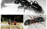 Les formigues més grans del món