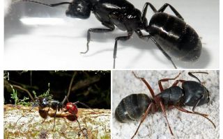 Les formigues més grans del món