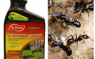 Dr Klaus de formigues i paparres