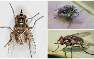 Descripció i foto de la mosca mosca zhigalki