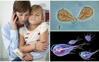 Com tractar Giardia en nens per part del Dr. Komarovsky