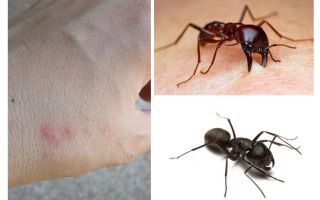 Picades de formigues
