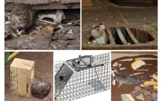 Com eliminar les rates dels remeis casolans del soterrani