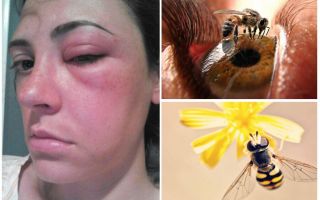 Què passa si l’abella es mossega a l’ull i es va inflar