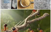 Les formigues de lluita contra els remeis casolans de la parcel·la del jardí