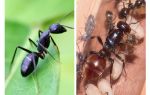Quant viu una formiga?