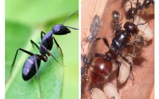 Quant viu una formiga?