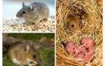 La vida útil dels ratolins