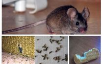 Com tractar amb els ratolins a l'apartament