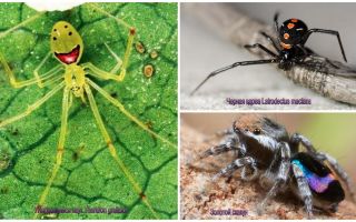 Les aranyes més belles del món