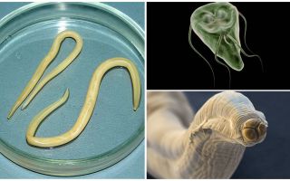 Comparació de Giardia i Worms