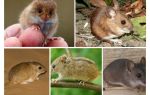 Tipus i tipus de ratolins