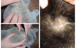 Per què un gat pica a causa de gotes de puces i altres causes de picor
