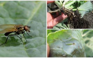 Com tractar amb una mosca de col i les seves larves