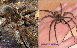 Descripció i fotos de les aranyes més grans del món