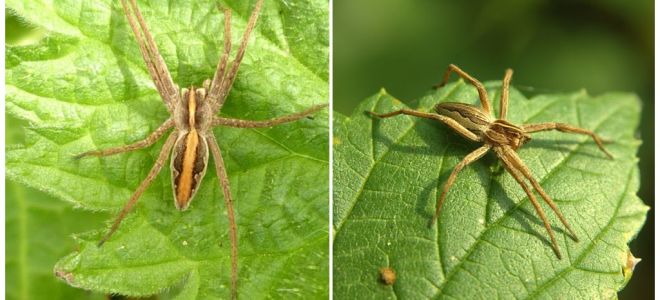 Descripció i fotos de les aranyes de la regió de Saratov
