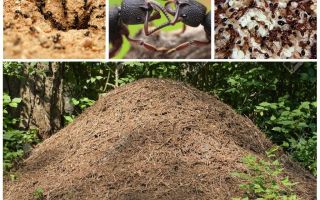 La vida de les formigues en un formiguer